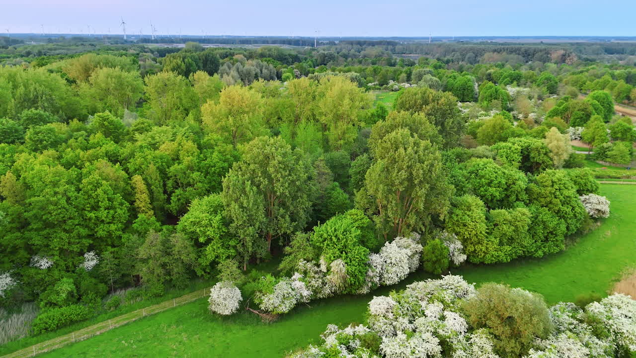 White flowers in a green park. Overhead view of vibrant green park featuring clusters of blooming white flowers under a clear blue sky