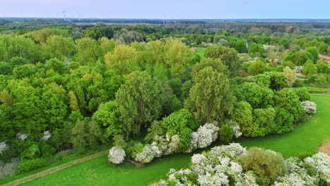 white flowers in a green park. overhead view of vibrant green park featuring clusters of blooming white flowers under a clear blue sky