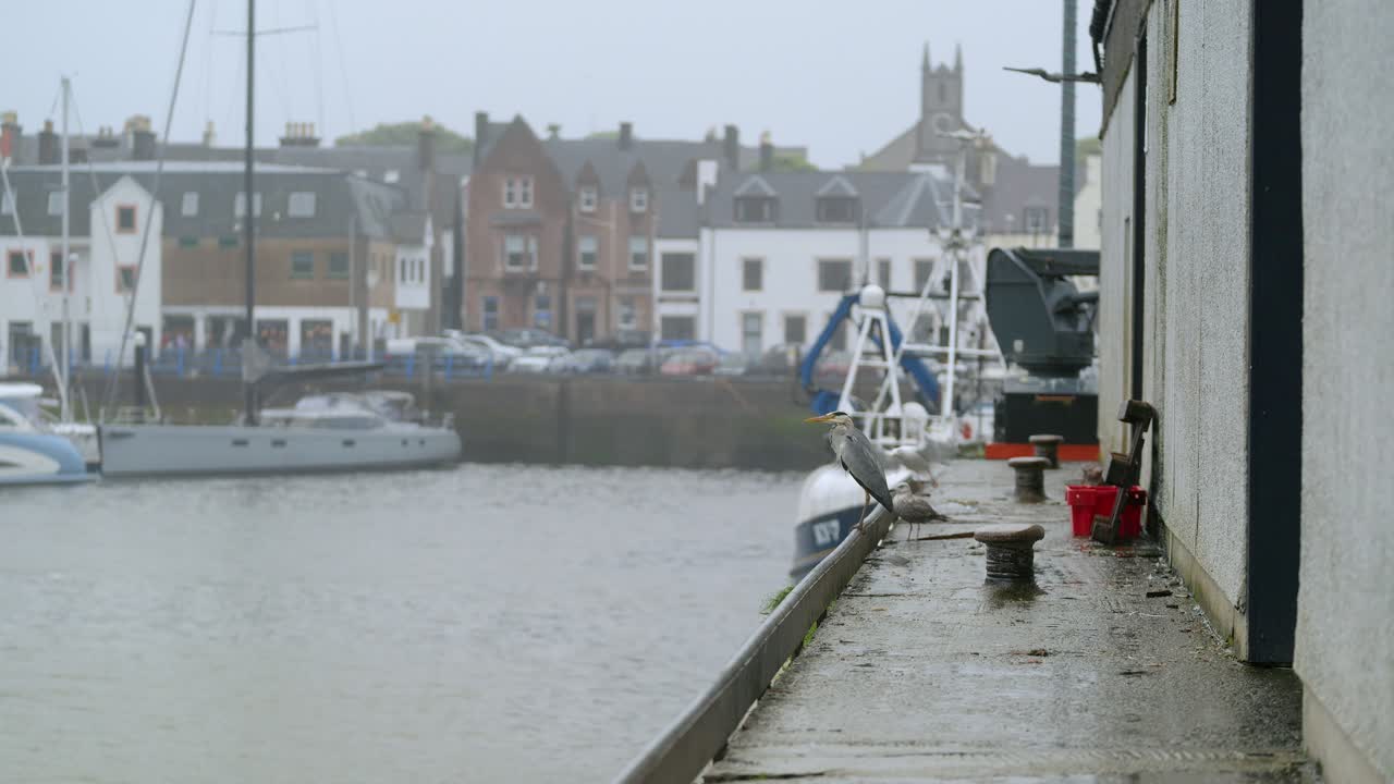 Statisk skud af en fiskehejre, der letter i Stornoway havn.