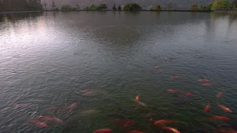 golden fish on the big pond