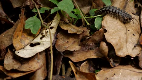 Beautiful-shot-of-a-centipede-running-up-to-fallen-leaves-in-the-borneo-jungle-and-go-away