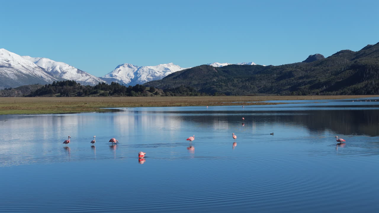 Pink flamingos walking through a big lake, snow covered mountains in the background, wildlife animal, blue sky, copy space