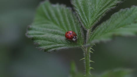 Ladybird sitting on a bramble leaf. England. UK