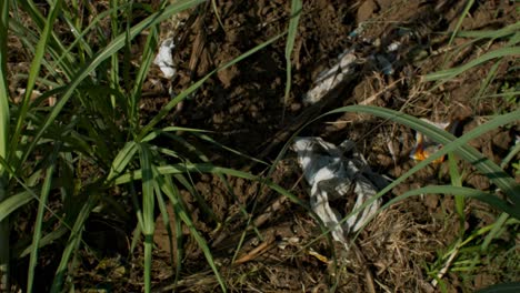 basura escondida en el campo de caña de azúcar mientras sopla el viento de verano
