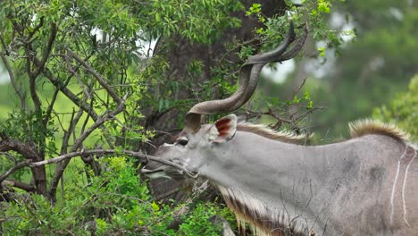 medium closeup of a kudu bull feeding on green leaves, kruger national park