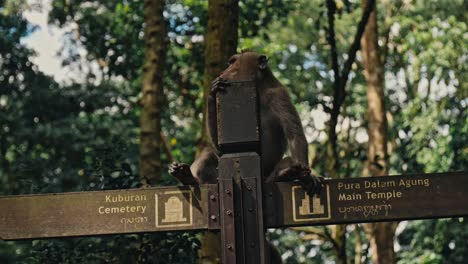 Monkey-on-a-sign-of-Pura-Dalem-Agung-Temple-in-Bali,-Indonesia