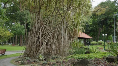 Aufnahme-Eines-Pandanusbaums-In-Einem-Stadtpark-In-Ho-Chi-Minh-Stadt,-Vietnam