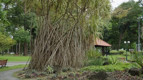 Shot-of-a-Pandanus-tree-in-a-city-park-in-Ho-Chi-Minh-City,-Vietnam