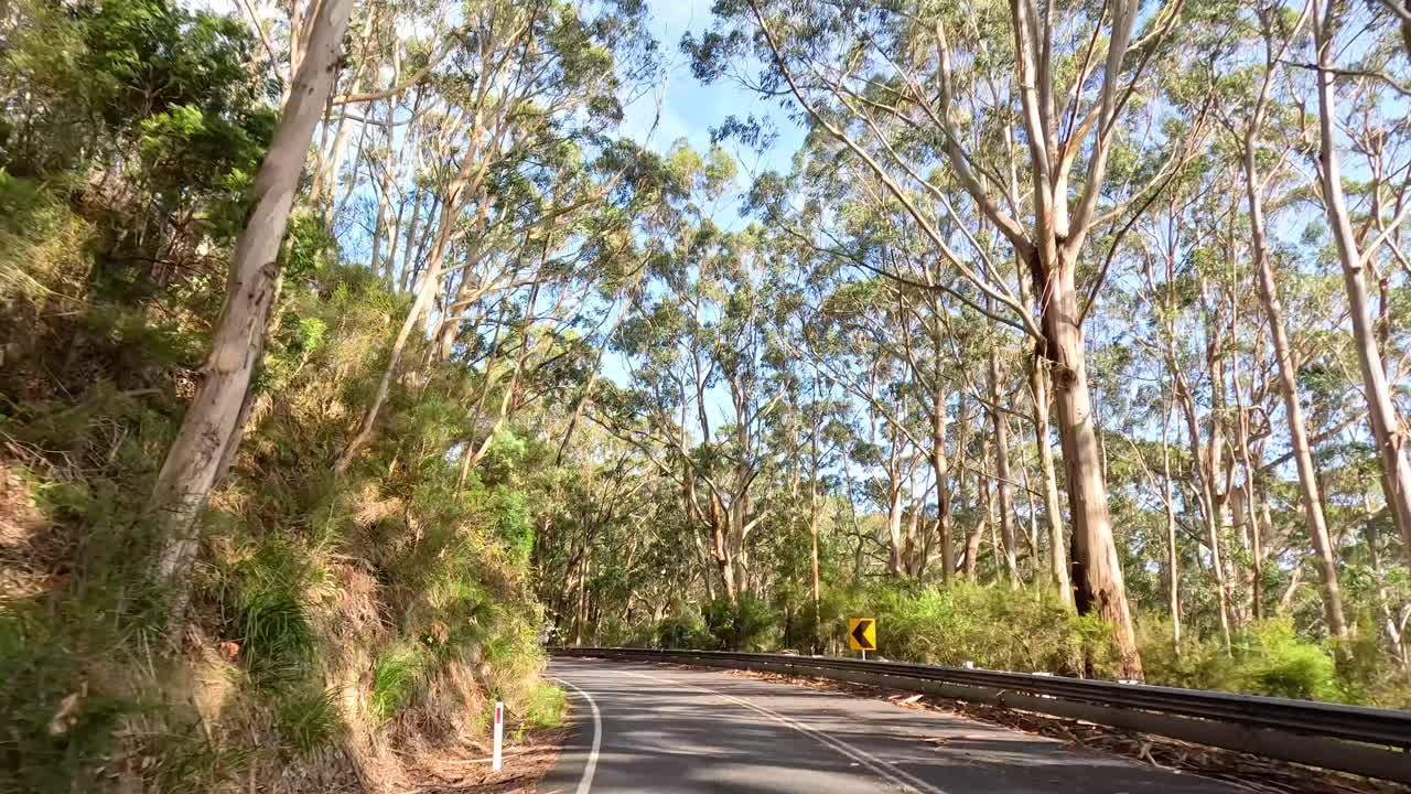 camino sinuoso a través de un paisaje de bosque exuberante