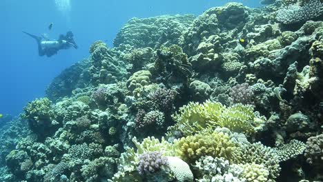 tropical coral reef with scuba diver in the distance