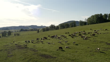 Toma-Aérea-Giratoria-De-4k-De-Una-Manada-De-Vacas-De-Pie-En-Una-Llanura-Cubierta-De-Hierba-En-Dolní-Morava,-Chequia,-Y-Pastando-En-Un-Día-Soleado-Con-árboles-Y-Colinas-En-El-Fondo