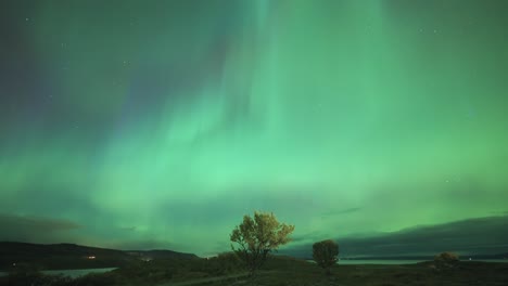 the dark winter sky adorned with a spectacular exhibition of the northern lights