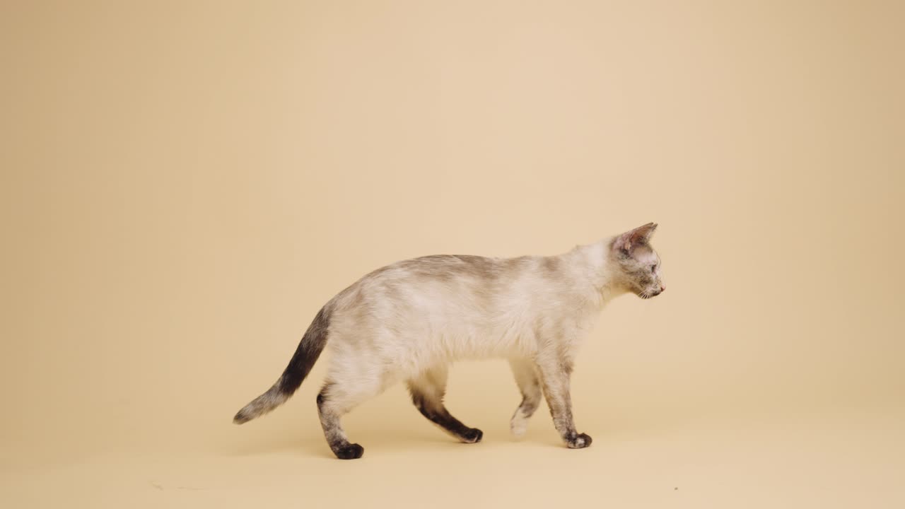 Domestic Cat Walking Across a Plain Studio Background
