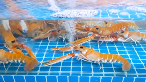 orange shrimps gather close to oxygen bubbles in a clean transparent glass tank