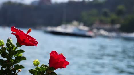 red flower with blurred coastal background