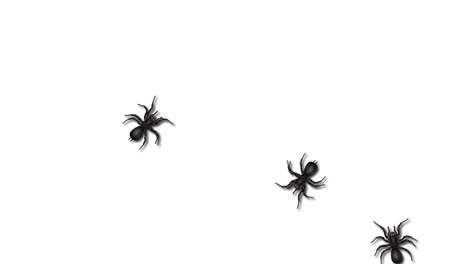 animated spiders crawling on a white background