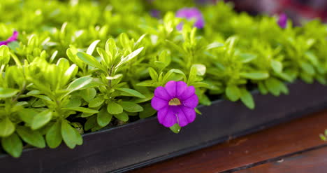 Agriculture-Plant-Seedlings-In-Greenhouse-1