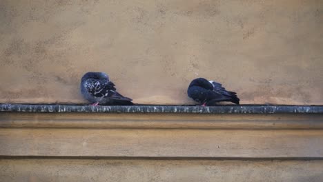 doves preened at the ledge outside the building