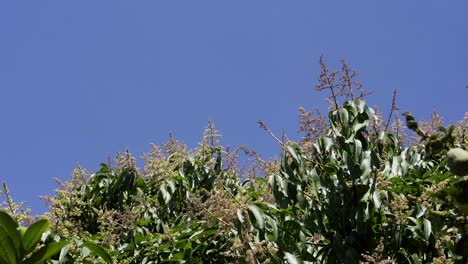 Mango-tree-in-full-blossom-while-a-black-bird-flies-over-it