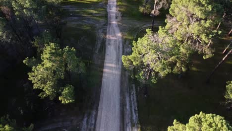 Aerial-back-along-dirt-road-through-Pine-Tree-Forest-Plantation-in-Gnangara,-Perth,-WA