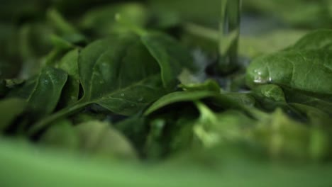 current of water falling on green baby leaf spinach and covering it