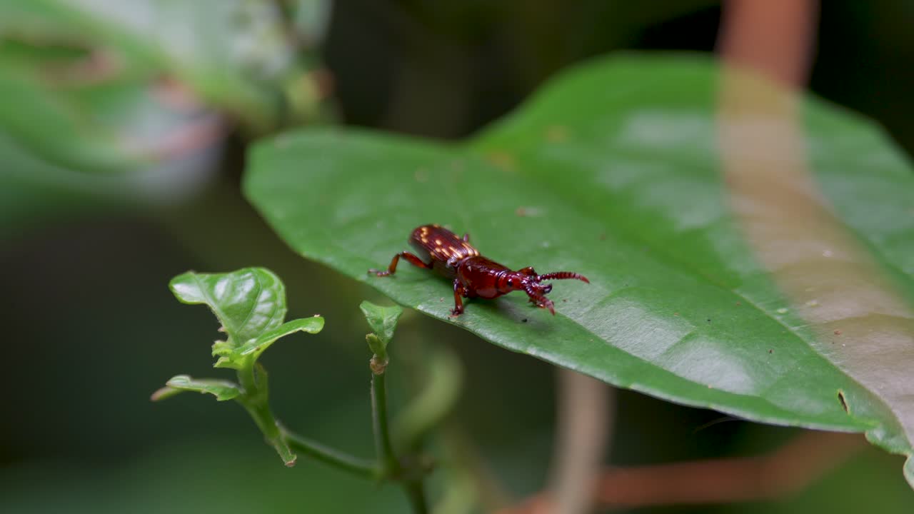 Straight Snouted Weevil (Tribe Acratini) on leaf. Brentidae is a cosmopolitan family of primarily xylophagous beetles. Close up a bug