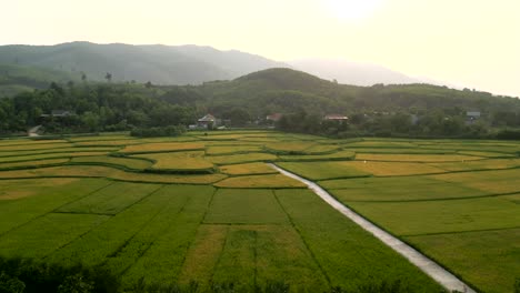 rice paddy landscape in vietnam