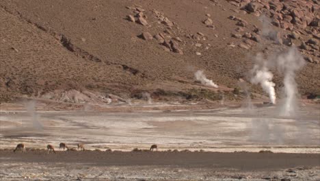 在 el tatio 亞塔卡馬沙漠的地熱噴霧中