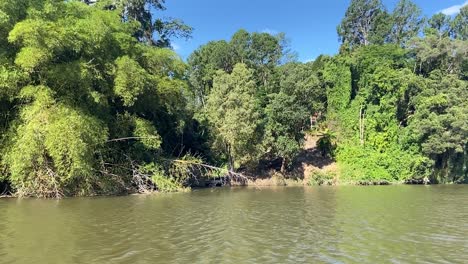 gliding along the green waters of an amazon like river, with its dense jungle shrouded banks with their tangles of creepers and rich green and lush rain forest with a glimpse of an old colonial house