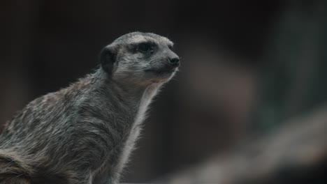 Cute-little-meerkat-in-Kalahari-sits-leaning-forward,-on-high-alert