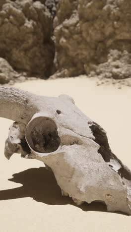 close-up of a cow skull in the desert