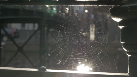 view to the city through spider web