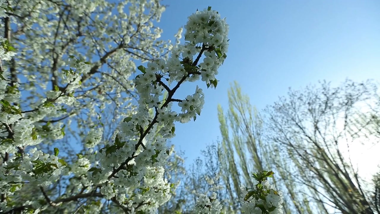 Ripresa in movimento sotto i fiori di melo in primavera