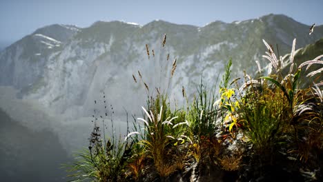 fresh grass at big rocky cliff in ocean