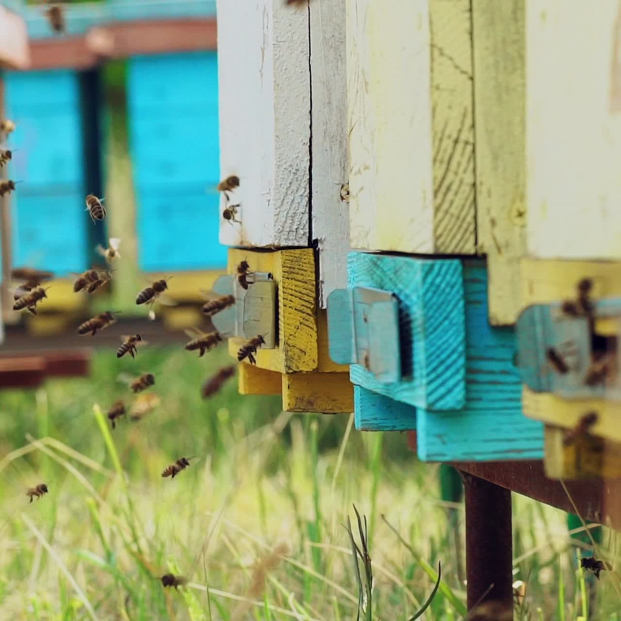 Close up view of the working bees