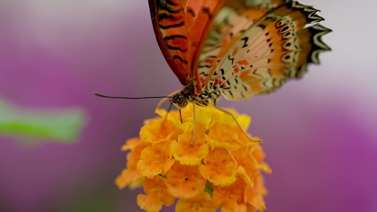 primer plano macro de una bonita mariposa monarca descansando sobre una flor amarilla