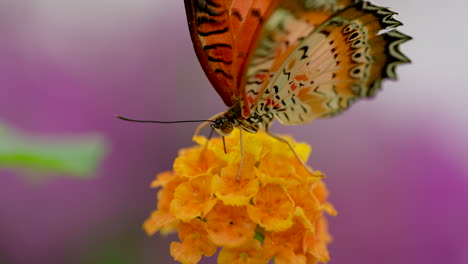 primer plano macro de una bonita mariposa monarca descansando sobre una flor amarilla