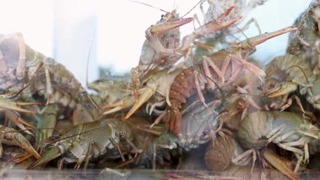 live crayfish in a tank