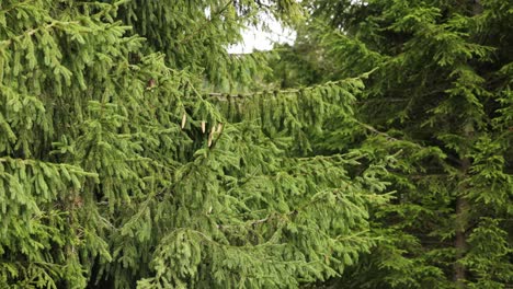 Green-Pine-Tree-Leaves-Gently-Moving-With-The-Wind