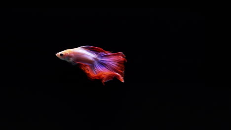 Lebendiger-Und-Farbenfroher-Siamesischer-Kampffisch-Betta-Splendens,-Auch-Bekannt-Als-Thailändischer-Kampffisch-Oder-Betta,-Ein-Beliebter-Aquarienfisch-In-Superlangsamer-Bewegung-Auf-Schwarzem-Hintergrund