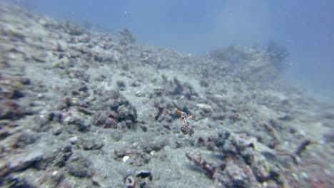 Rara-Vista-De-Un-Nudibranquio-Nadando,-Bornella-Stellifer