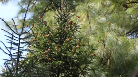 cinematic footage in 4k of monarch butterfly flying on tree top in "el capulin" natural reserve in mexico