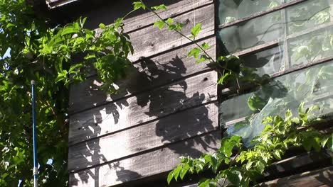 Medium-shot-of-plant-grows-along-a-wooden-wall,-Naha,-Okinawa,-Japan