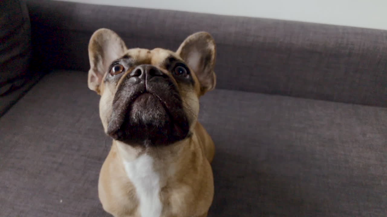 primer plano de cara de bulldog francés