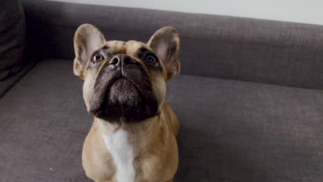 French-bulldog-face-close-up