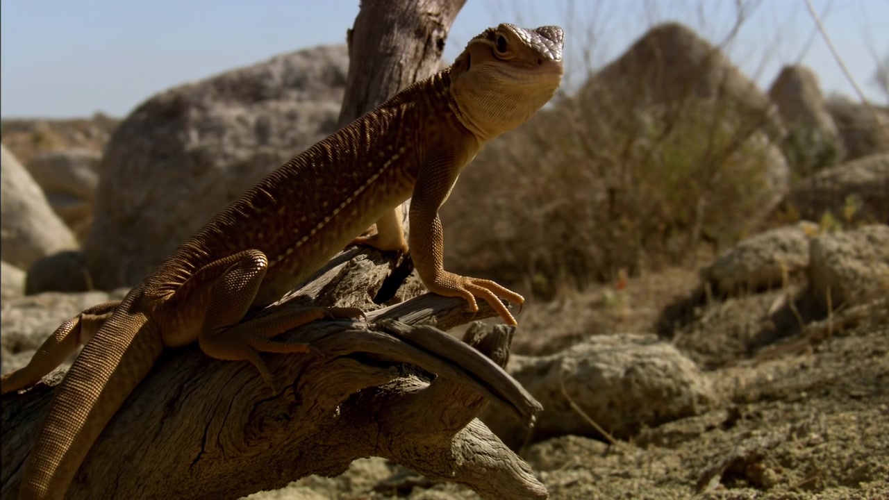 Scena ravvicinata di una grande lucertola squamosa appollaiata su un legno galleggiante screpolato in un deserto roccioso arido, protesa in avanti con la testa sollevata, la zampa anteriore puntellata e le dita divaricate che afferrano il legno, sotto la calda luce solare, con una texture ruvida.