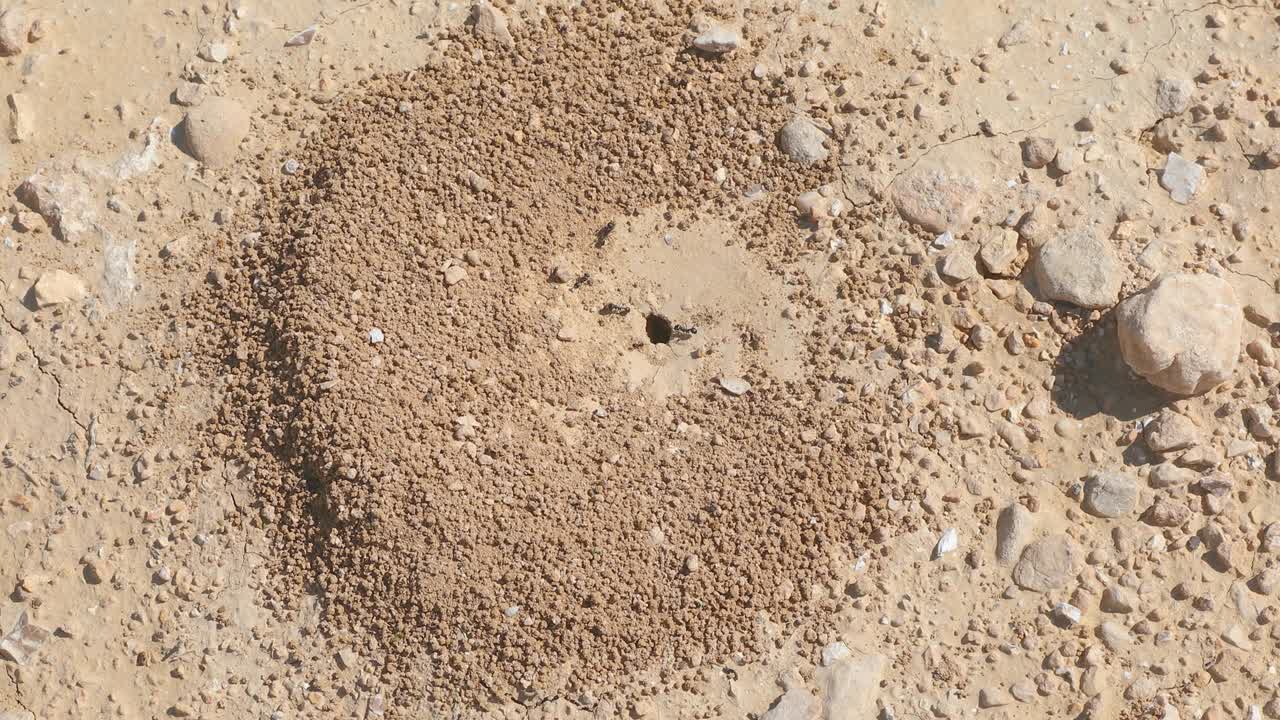 Slow zooming to black ants colony who is builds his new anthill in the desert