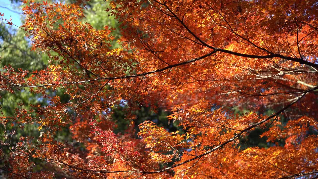 Japanin syksy – oransseja lehtiä Komakin kaupungissa