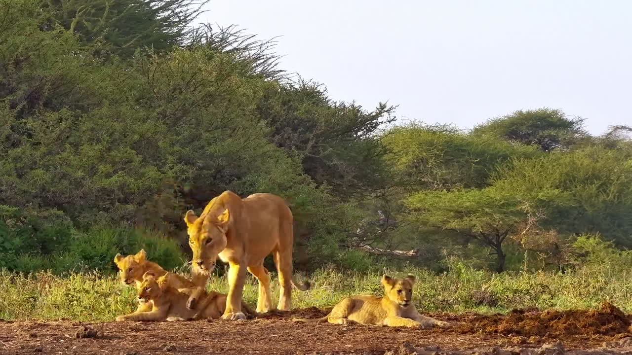 A lioness snarls protectively over her cubs in the African bush