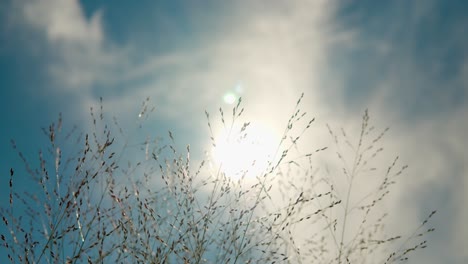 close up of panicum virgatum switchgrass ornamental grass against blue sky and sun